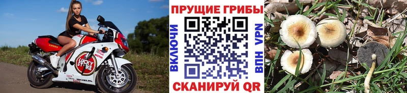 Псилоцибиновые грибы Cubensis  Новоульяновск 